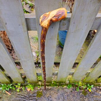 IRISH BLACKTHORN WALKING STICK 761ew