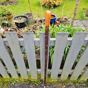 IRISH SILVER BIRCH HIKING STICK WITH A YEW HANDLE 45 INCHES 780BI