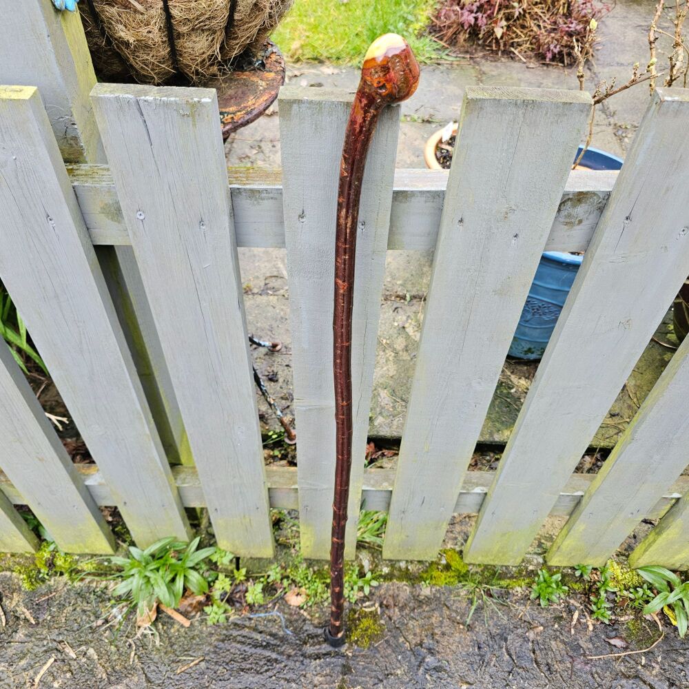 IRISH NATURAL BLACKTHORN WALKING STICK 781EW