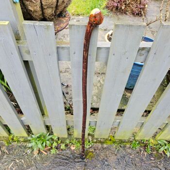 IRISH NATURAL BLACKTHORN WALKING STICK 781EW