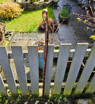 IRISH BLACKTHORN HIKING STICK 49 INCHES LONG 784EW