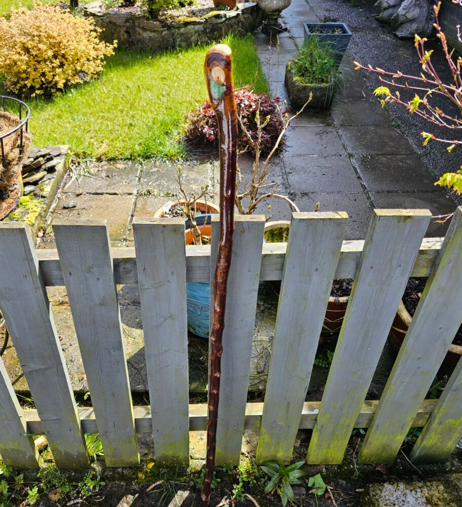 IRISH BLACKTHORN HIKING STICK 49 INCHES LONG 784EW