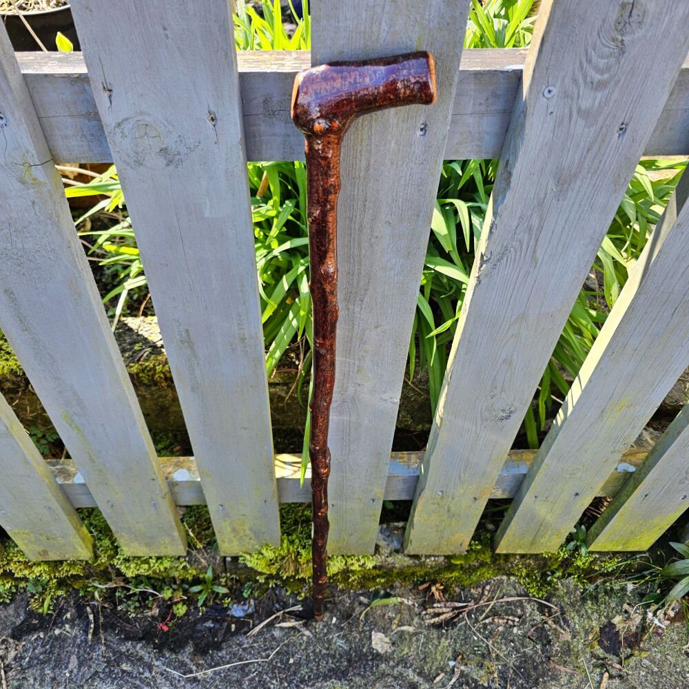 IRISH BLACKTHORN WALKING STICK787EW