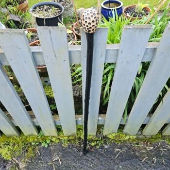 IRISH BLACKTHORN WALKING STICK WITH A PUMMEL HANDLE 41 INCHES LONG CAN BE SHORTEND TO SUIT 790EW