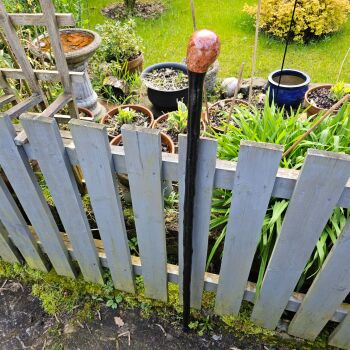 IRISH BLACKTHORN WALKING STICK WITH A BURL ELM HANDLE791EW