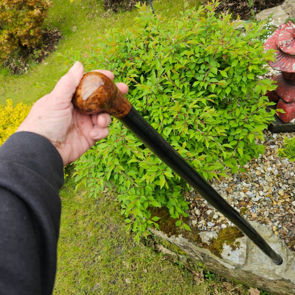 IRISH BLACKTHORN WALKING STICK WITH A BURL ELM HANDLE 798EW