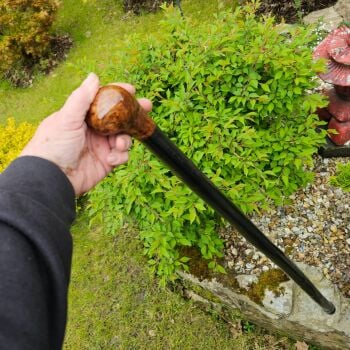 IRISH BLACKTHORN WALKING STICK WITH A BURL ELM HANDLE 798EW
