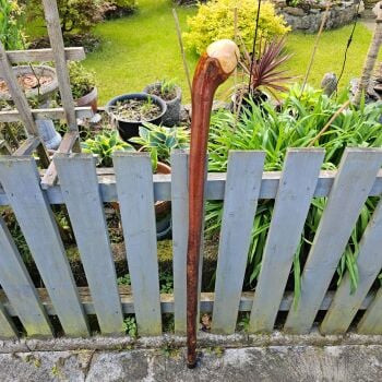 50 inch Irish heavy lump of blackthorn a very rare find 801ew