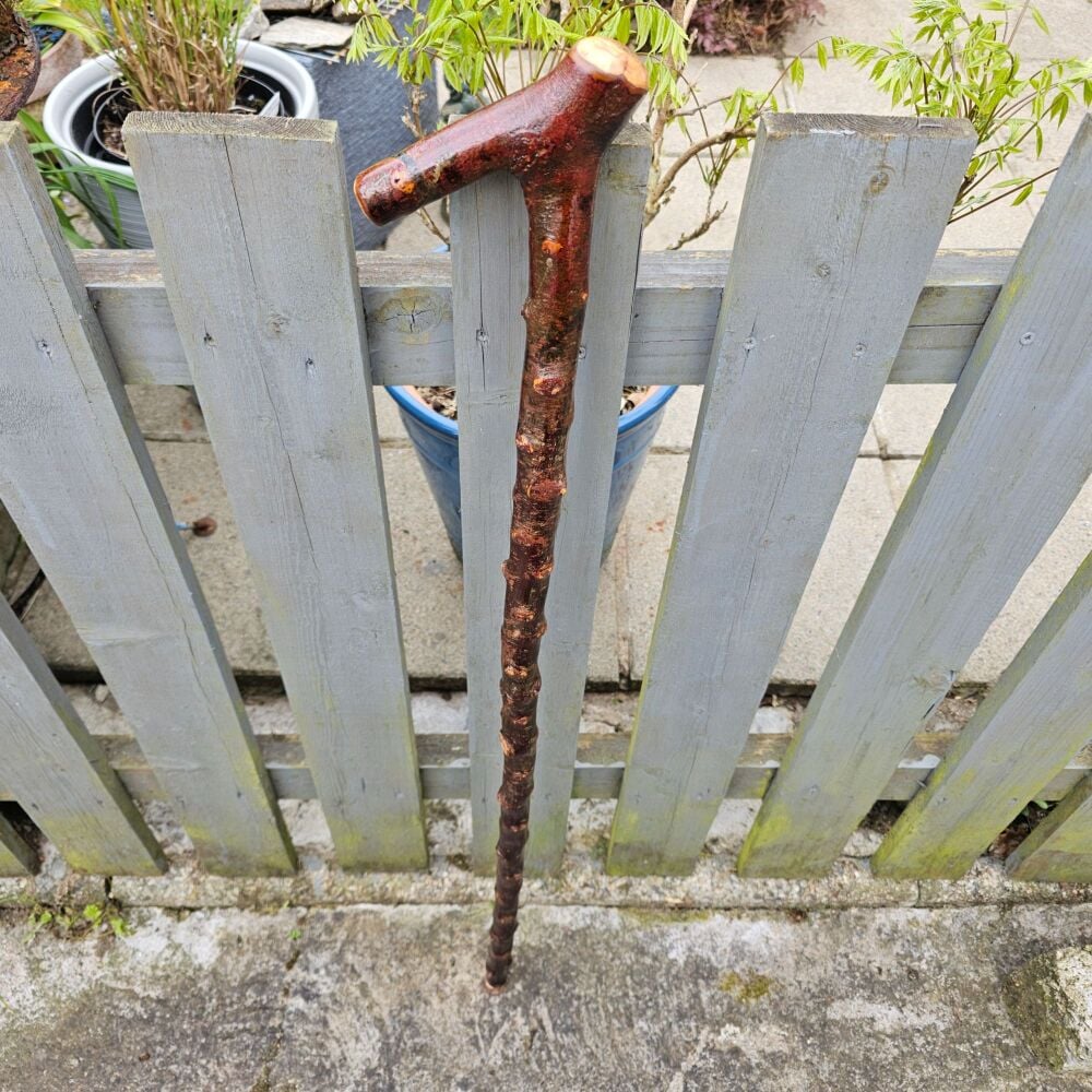 IRISH BLACKTHORN WALKING STICK 803EW