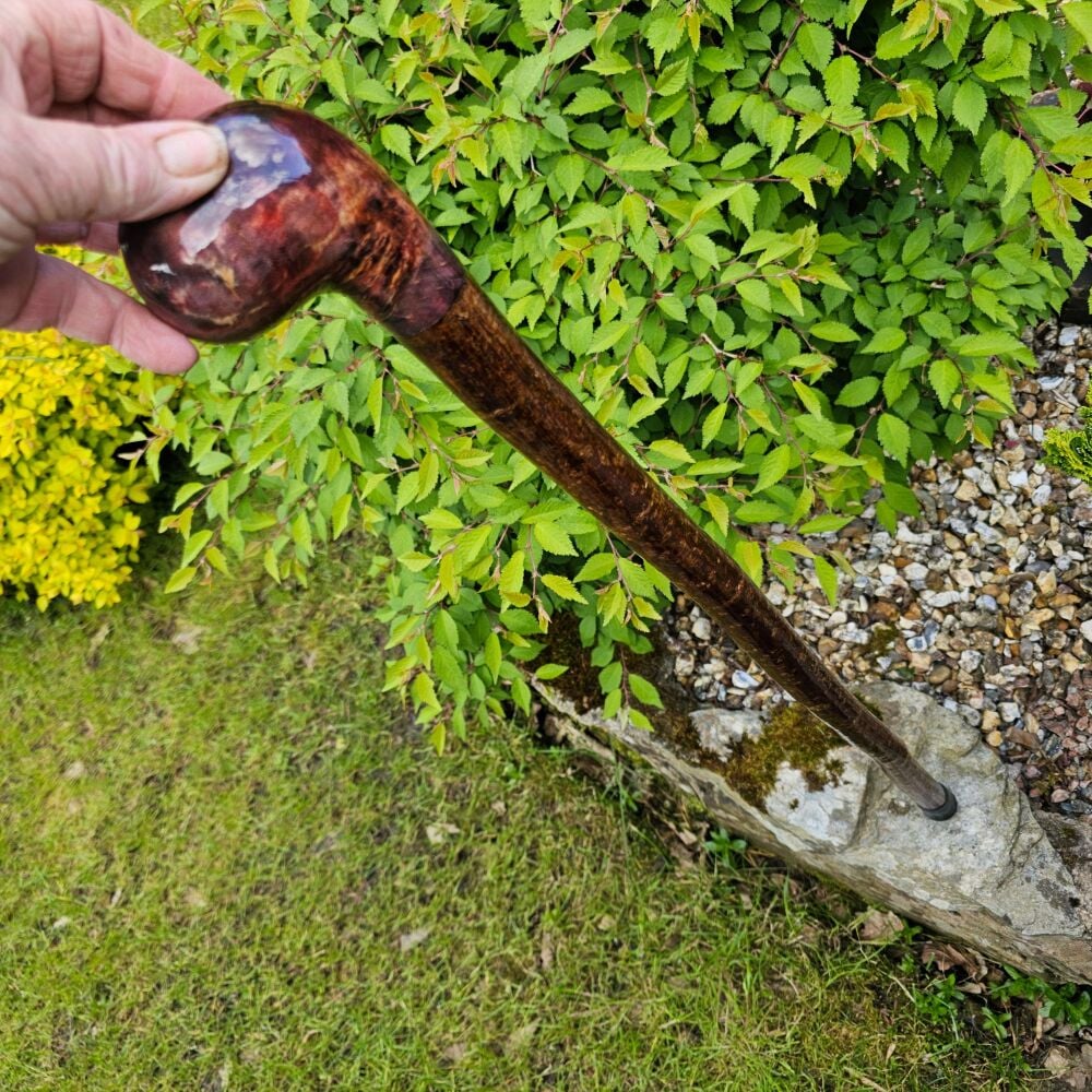 IRISH HAZEL WALKING STICK WITH A BURL SILVER BIRCH HANDLE 809AL