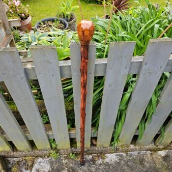 A BEAUTIFUL IRISH BLACKTHORN WALKING STICK WITH A BURL ELM HANDLE 810EW