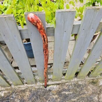 WILD IRISH GORSE WALKING FIGHTING STICK VERY HARD WOOD 814EW