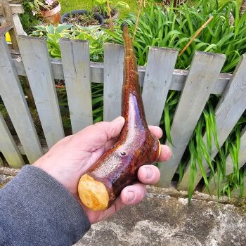 IRISH BLACKTHORN WALKING STICK 815ew