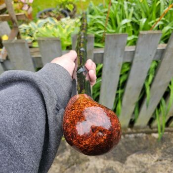 IRISH BLACKTHORN WALKING STICK WITH A BURL ELM HANDLE 817EW