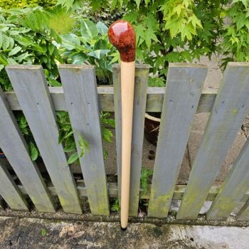 Irish Ash walking stick WITH A BURL ELM HANDLE 42 inches 823ew
