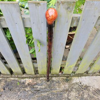 IRISH BLACKTHORN WALKING STICK WITH A BURL ELM HANDLE 824AL