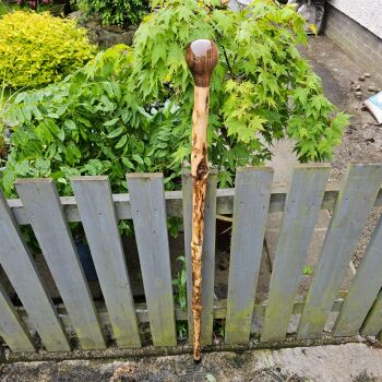 IRISH HOLLY WITH AN AMERICAN BLACK WALNUT HANDLE 50 INCHES 826EW