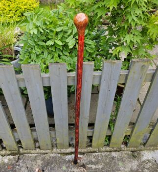 IRISH HAZEL WITH AN IRISH BURR ELM HANDLE 47 INCHES LONG 829EW
