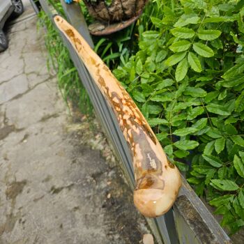 IRISH HOLLY WALKING STICK 39 INCHES LONG 834EW