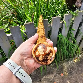 IRISH GORSE WALKING STICK WITH AN IRISH BURR SILVER BIRCH HANDLE 840EW