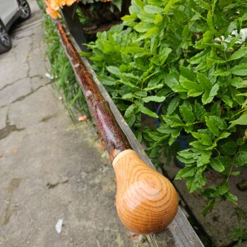 IRISH BLACKTHORN WALKING STICK WITH AN IRISH OAK HANDLE AND A BOG OAK SPACER 842AL