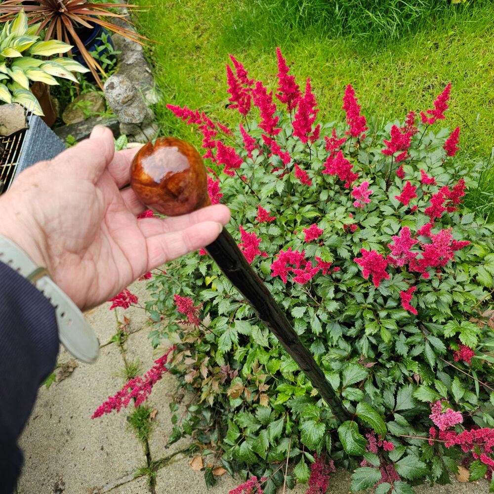 IRISH WHITETHORN WALKING STICK WITH AN IRISH BURL ELM HANDLE 845EW