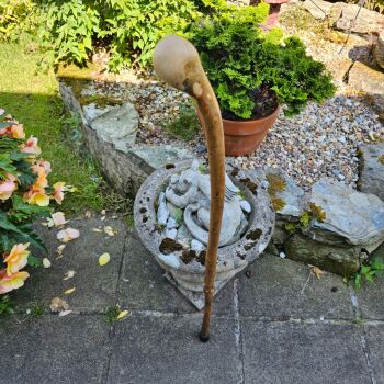 IRISH HOLLY WALKING STICK 855EW