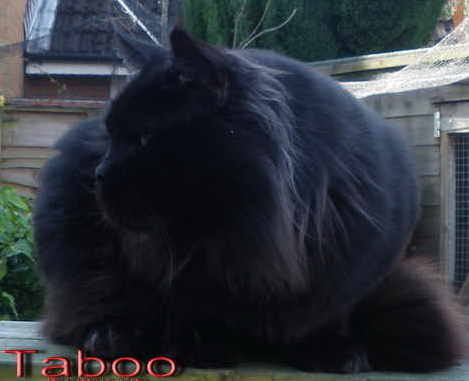 Maine Coon Cats