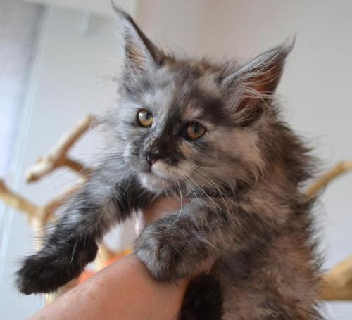 maine coon kittens