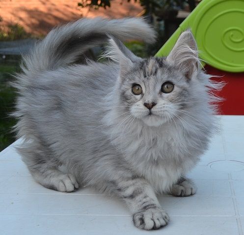 Link DSC_0283