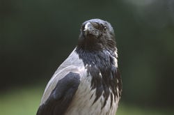 Corvus cornix