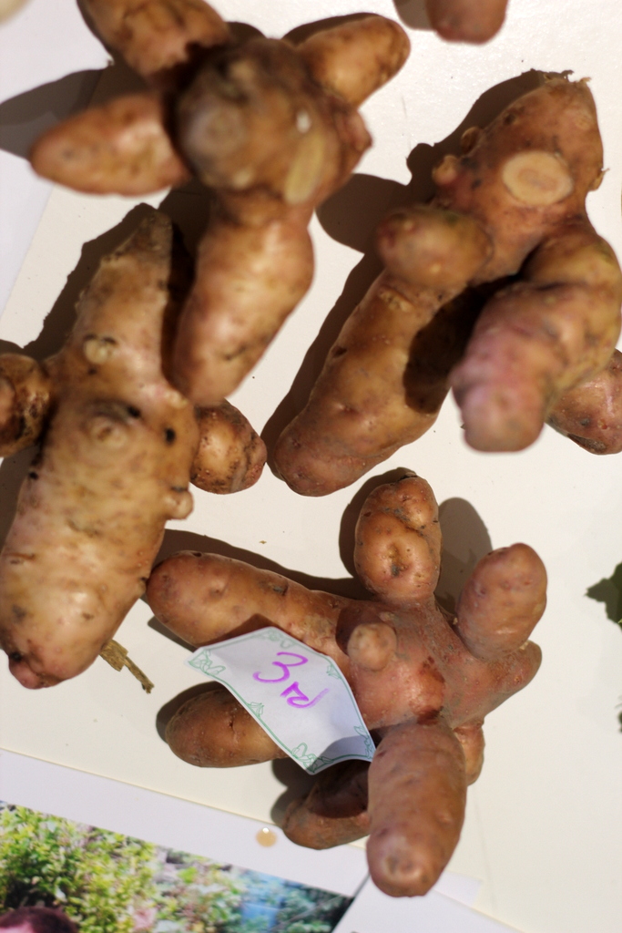 prize winning veg 3
