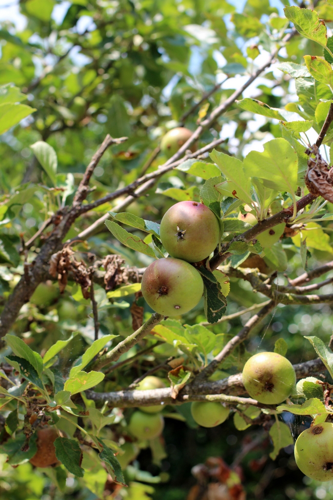 green centre brighton recycling apples
