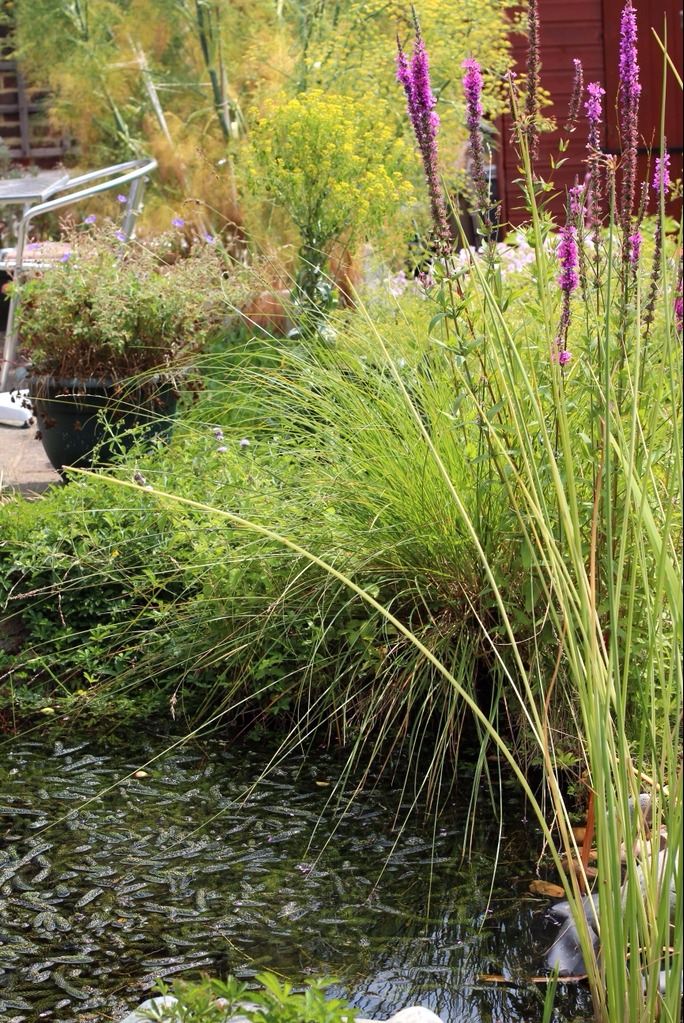 green centre brighton recycling pond