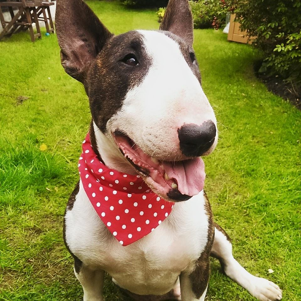 Red Polka Dot White Spotty Bandana