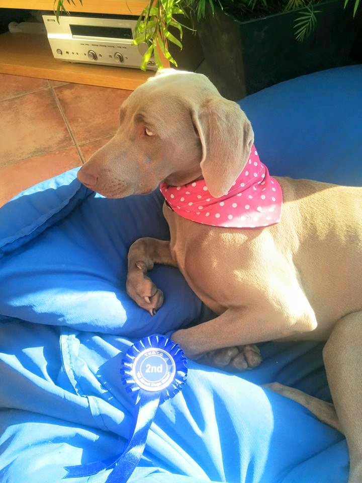 Pink Polka Bandana