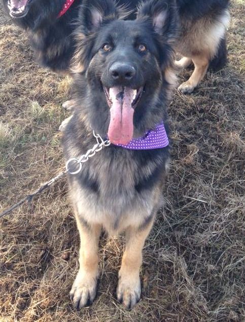 Deep Purple Polka Dot White Spotty Bandana