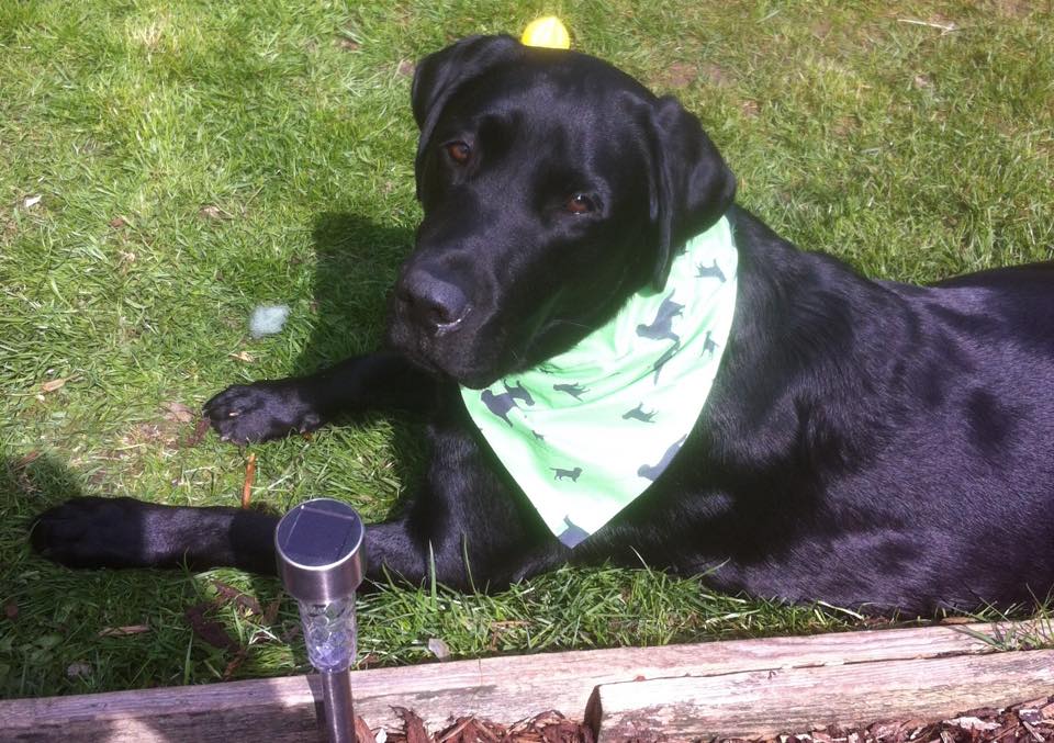 Labrador Retriever Dog Bandana