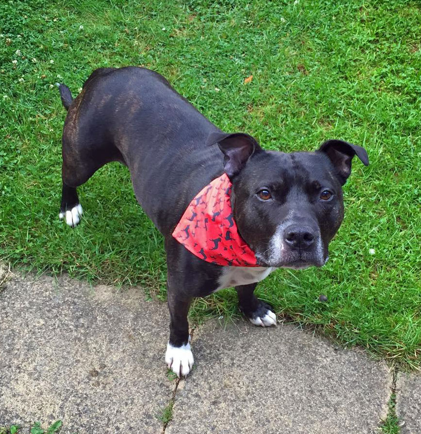 Staffordshire Bull Terrier Staffy Staffie Dog Bandana