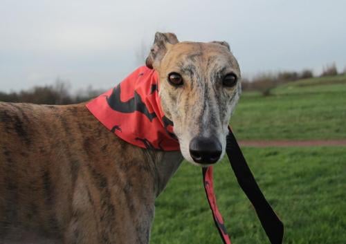 Greyhound Whippet Sighthound Dog Bandana