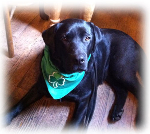 Green Shamrock Irish Dog Bandana
