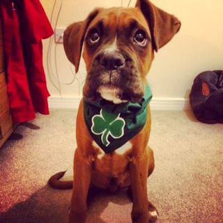 Black Shamrock Irish Dog Bandana St Patricks Day