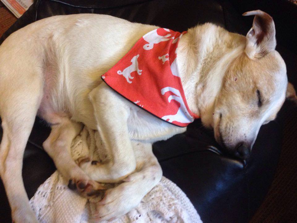 Parson Jack Russell Terrier Dog Bandana