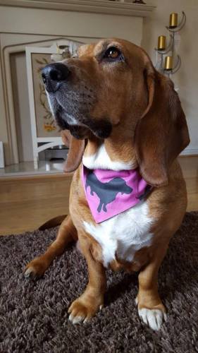 Basset Hound Dog Bandana