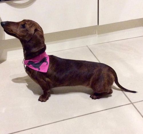 Dachshund Dahks-hound Sausage Dog Bandana
