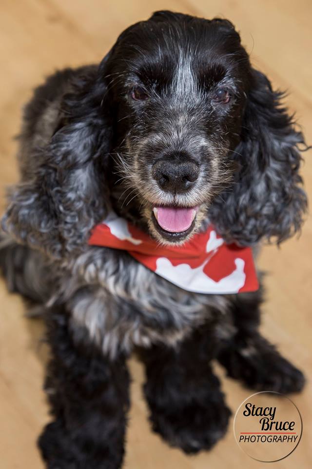 Cocker Spaniel English American Dog Bandana Neckerchief