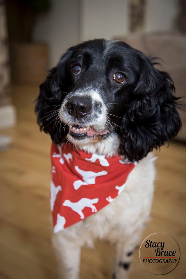 Springer Spaniel Dog Bandana Neckerchief