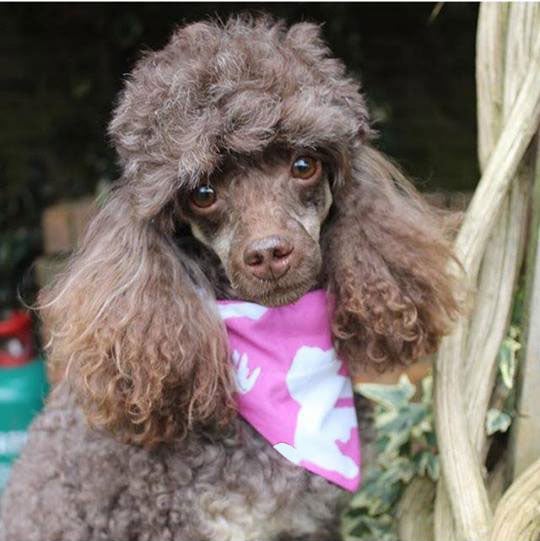 Poodle Silhouette Dog Bandana