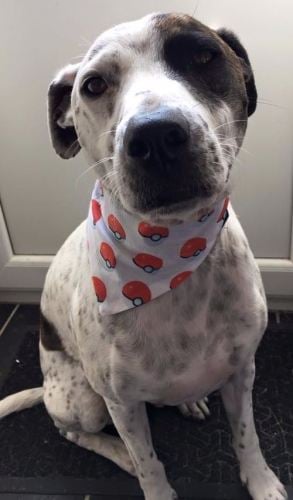Pokemon Ball Pokemongo Repeat Print Superhero Nintendo DS Dog Bandana