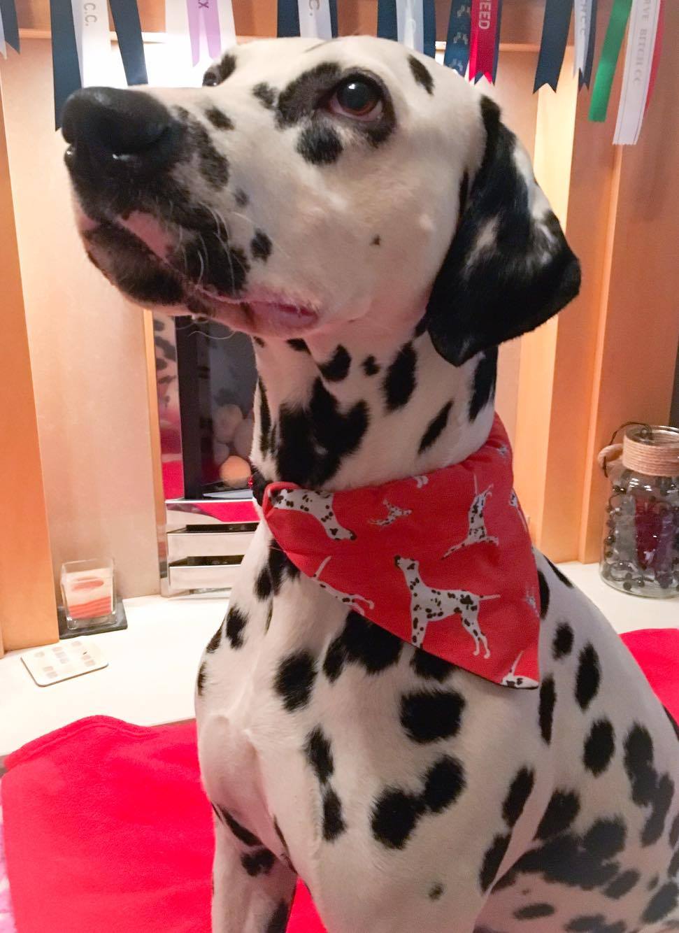 Dalmatian Dalmation Dalmatia Dog Bandana